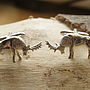 Sterling Silver Stag Cufflinks, thumbnail 2 of 3