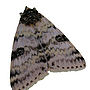 Iron On Moth Patches, thumbnail 5 of 7