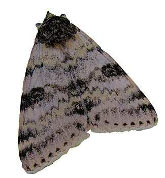 Iron On Moth Patches, 5 of 7
