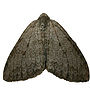 Iron On Moth Patches, thumbnail 6 of 7