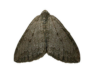 Iron On Moth Patches, 6 of 7