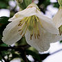 Evergreen Clematis, Plant Gift Idea, thumbnail 2 of 2