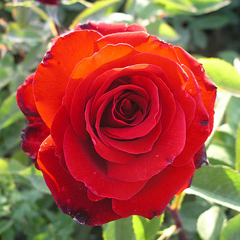 Rose Ruby Anniversary 40th Anniversary Rose Gift, 2 of 2