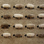 Flock Of Sheep Hand Finished Art Print, thumbnail 5 of 7