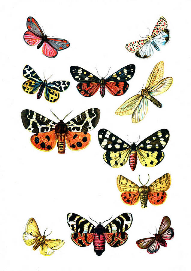 illustrated butterflies art or canvas print by i love design ...