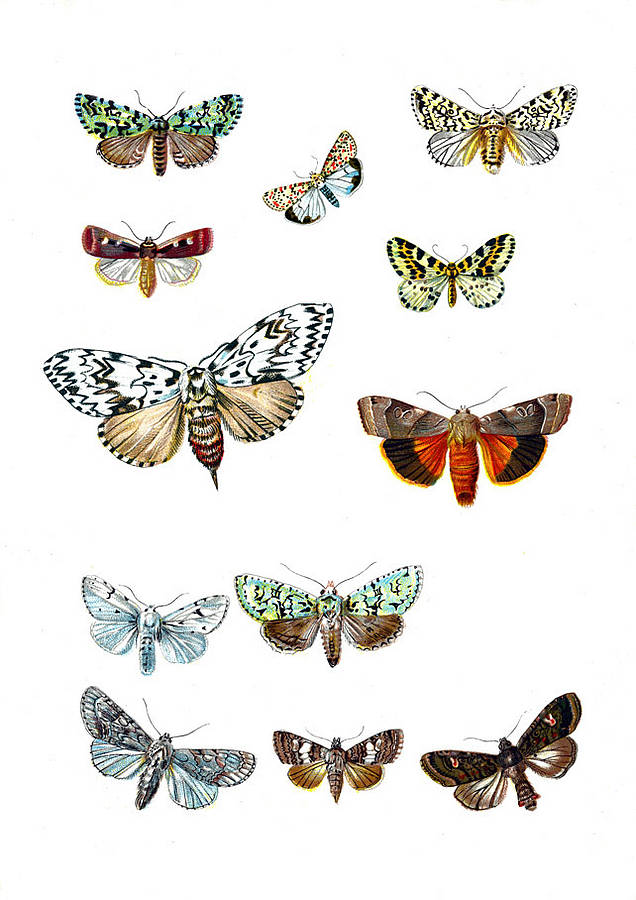 vintage butterflies, two designs. art print by i love art london ...