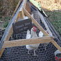Personalised Slate Chicken Shed Sign, thumbnail 7 of 8