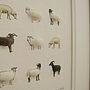 Rare Breed Sheep Hand Finished Art Print, thumbnail 4 of 5