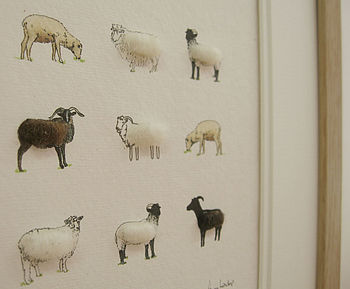 Rare Breed Sheep Hand Finished Art Print, 4 of 5