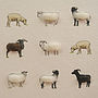 Rare Breed Sheep Hand Finished Art Print, thumbnail 5 of 5