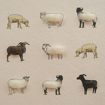 Rare Breed Sheep Hand Finished Art Print, 5 of 5
