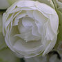 1st Wedding Rose Gift Rose Paper Anniversary, thumbnail 1 of 2