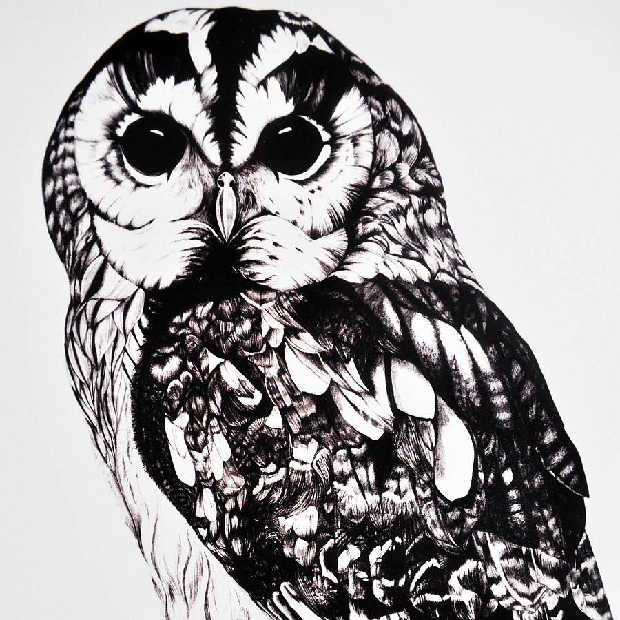 Tawny Owl Fine Art Print By Ella Johnston Art & Illustration ...