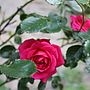 Rose Floral Toner, thumbnail 3 of 4