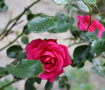 Rose Floral Toner, 3 of 4