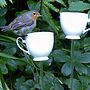 Teacup Bird Drinker Or Feeder, thumbnail 5 of 10
