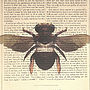 Upcycled Antique Paper Insect Bee Print, thumbnail 5 of 5