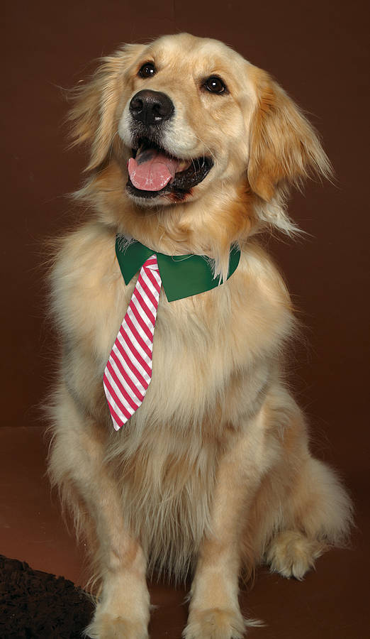 Dog Tie By red berry apple | notonthehighstreet.com