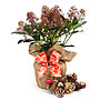 Scented Skimmia Plant, Plant Gift, thumbnail 1 of 2