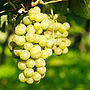 Grow Your Own White Grape Vine, thumbnail 1 of 1