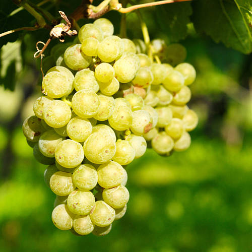 Grow Your Own White Grape Vine