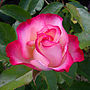 Rose Gift For A Birtdays Rose Birthday Girl, thumbnail 1 of 2