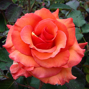 Famous Named Plants Rose Tina Turner By Giftaplant | notonthehighstreet.com