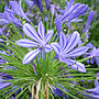Dark Blue Agapanthus Plant Gift, thumbnail 1 of 1
