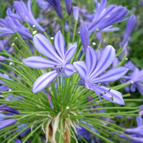 Dark Blue Agapanthus Plant Gift