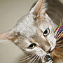 How To Photograph Your Cat, thumbnail 8 of 12