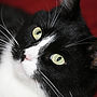 How To Photograph Your Cat, thumbnail 9 of 12