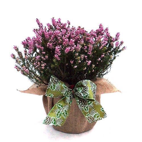 Spring Heather Plant Gift