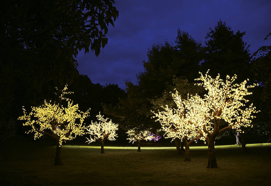 Illuminated Decorative Led Tree By Enchanted Trees | notonthehighstreet.com