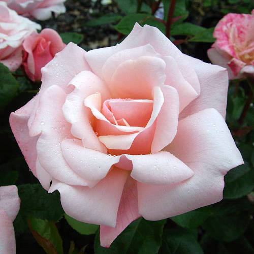 garden plant rose valentine heart by giftaplant | notonthehighstreet.com