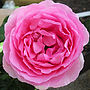 Rose Mum In A Million, thumbnail 1 of 2