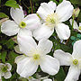 Clematis Christine, Personalised Plant Gifts, thumbnail 1 of 2