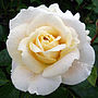 Fragrant Rose Champagne Moment Mothers Day Gift, thumbnail 1 of 2