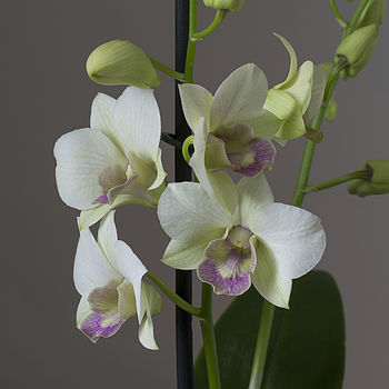 striking dendrobium orchid plant gift by the flower studio ...