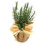 Scented Rosemary Plant, Plant Gift, thumbnail 2 of 3