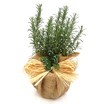 Scented Rosemary Plant, Plant Gift, 2 of 3