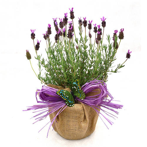 Scented Plant Gift French Lavender Plant