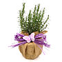 Scented Rosemary Plant, Plant Gift, thumbnail 1 of 3