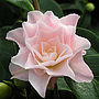 Birthday Plant Gift Camellia Happy Birthday, thumbnail 1 of 1