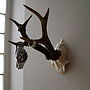 Vintage Roe Deer Antler Jewellery Hanger, thumbnail 1 of 4