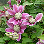 Clematis Josephine, Personalised Plant Gift, thumbnail 2 of 3
