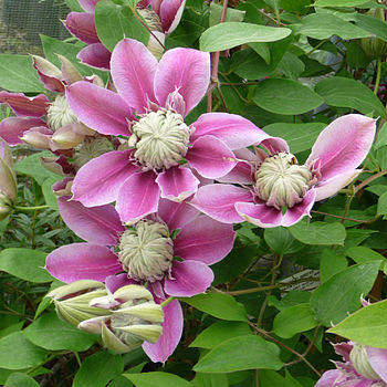 Clematis Josephine, Personalised Plant Gift, 2 of 3