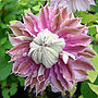 Clematis Josephine, Personalised Plant Gift, thumbnail 3 of 3