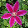 Ruby Wedding 40th Anniversary Clematis Ruby Wedding, thumbnail 2 of 3