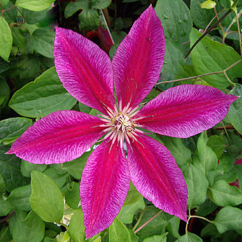 Ruby Wedding 40th Anniversary Clematis Ruby Wedding, 2 of 3