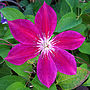 Ruby Wedding 40th Anniversary Clematis Ruby Wedding, thumbnail 1 of 3